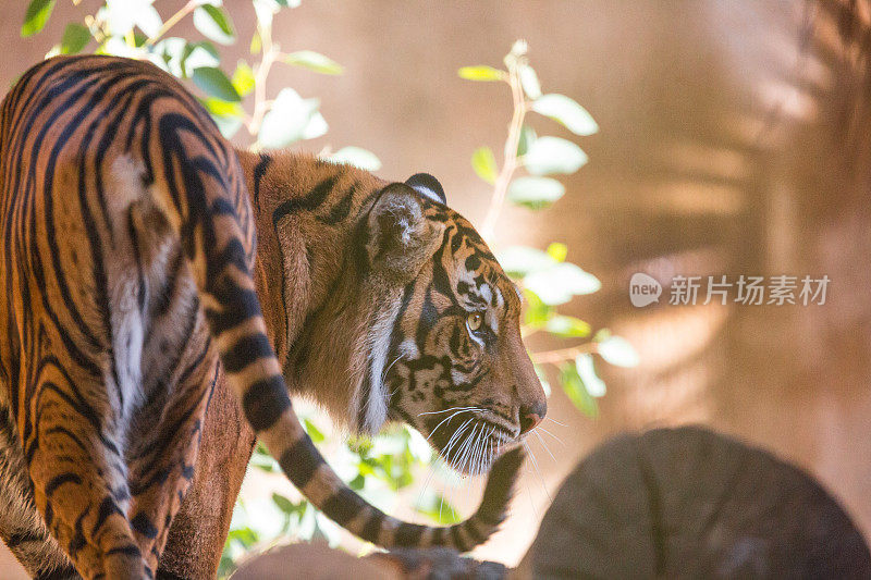 孟加拉虎(Panthera tigris tigris)在树上，野生动物拍摄